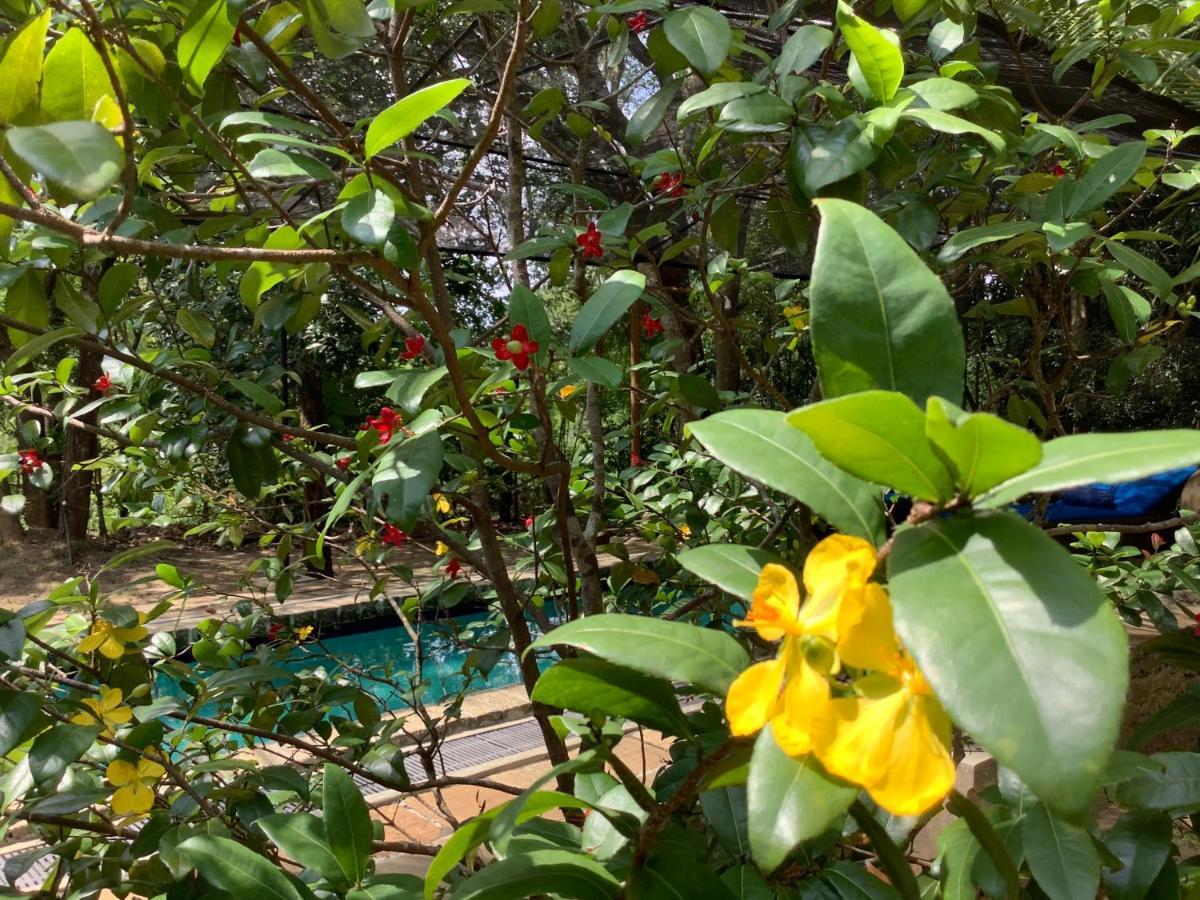 Mind Body And Soul Hotell Dambulla Eksteriør bilde
